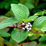 Cornus alba Froito