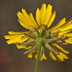 Coreopsis nuecensis Flower