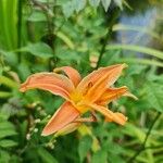 Hemerocallis fulvaBloem