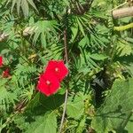 Ipomoea × multifida Flor