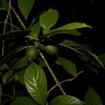 Randia armata Fruit
