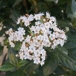 Viburnum lantanaŽiedas