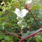 Rubus procerus फूल