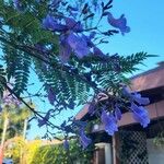 Jacaranda caucana পাতা