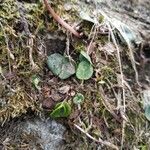 Soldanella alpina Leaf