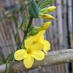 Jasminum nudiflorum Blomst
