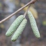 Corylus avellanaKukka