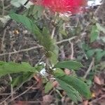 Podocarpus neriifolius Λουλούδι