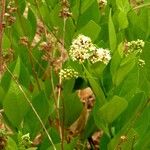 Icacina oliviformis പുഷ്പം