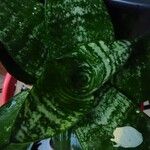 Dracaena trifasciataList