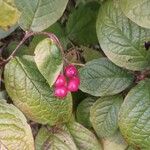 Cotoneaster bullatus 果實
