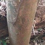 Coelocaryon preussii Corteza