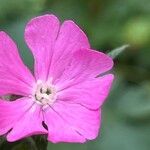 Silene flos-jovis Kwiat