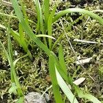 Allium tuberosum Habitus