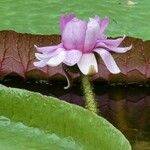 Victoria amazonica Blüte
