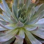 Echeveria affinis Агульны выгляд