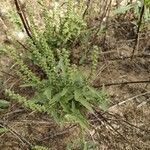 Ambrosia psilostachya Leaf