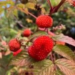 Rubus fraxinifoliusᱡᱚ