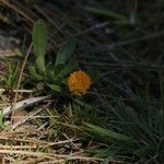 Polygala lutea Hábito