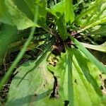 Plantago rugelii Folha