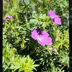 Geranium sanguineumFlower