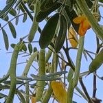 Senna multiglandulosa Flower