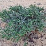 Vachellia tortilis عادت