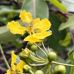 Stigmaphyllon ellipticum Flor