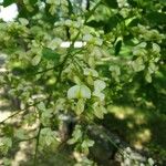 Styphnolobium japonicum Blüte