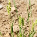 Setaria viridis Fruto