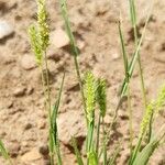 Setaria viridis Fruit