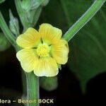 Abutilon theophrasti Blomst