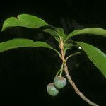 Pouteria campechiana Fruit