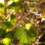 Crataegus rhipidophylla Blatt