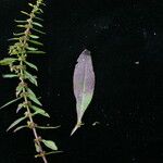 Ammannia baccifera 整株植物