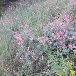 Onobrychis viciifolia Habitat