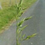 Bromus hordeaceus Leaf