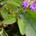 Prunella vulgaris Ліст