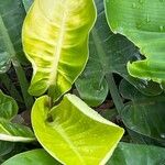 Philodendron melinonii Liść