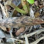 Eulophia maculata Leaf