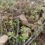 Alyssum alyssoidesপাতা