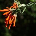 Bouvardia ternifolia Floare