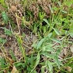 Veronica spicata Feuille