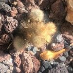 Rebutia deminuta Hoja