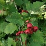 Crataegus coccineaFrukt