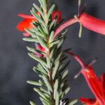Lechenaultia hirsuta Hoja