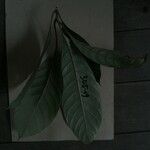 Pouteria melanopoda Leaf