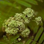 Mimosa bimucronata Flors