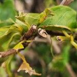 Vangueria madagascariensis Hoja