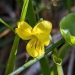 Viola biflora Fiore